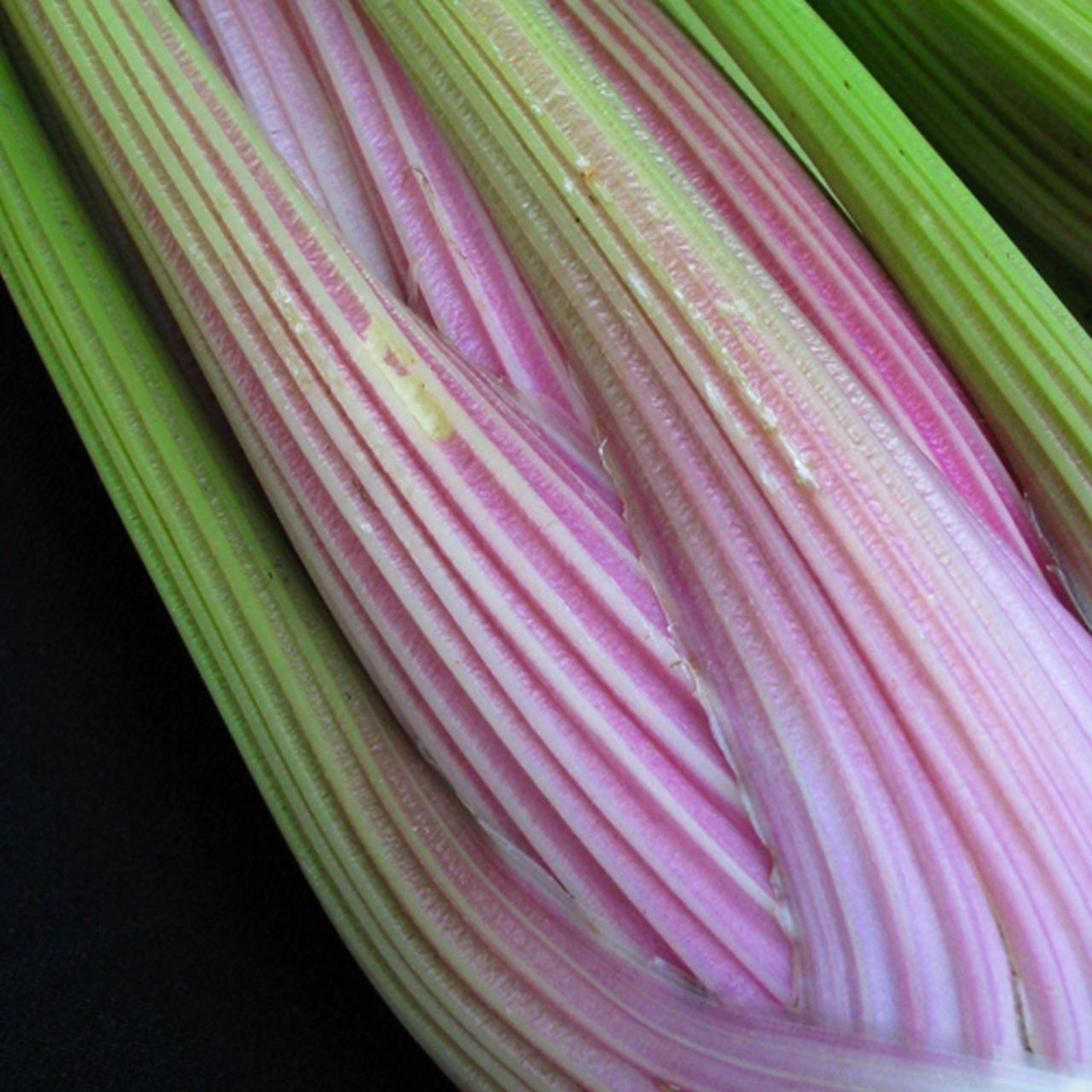 Chinese Pink Celery (Apium graveolens) Annie's Heirloom Seeds
