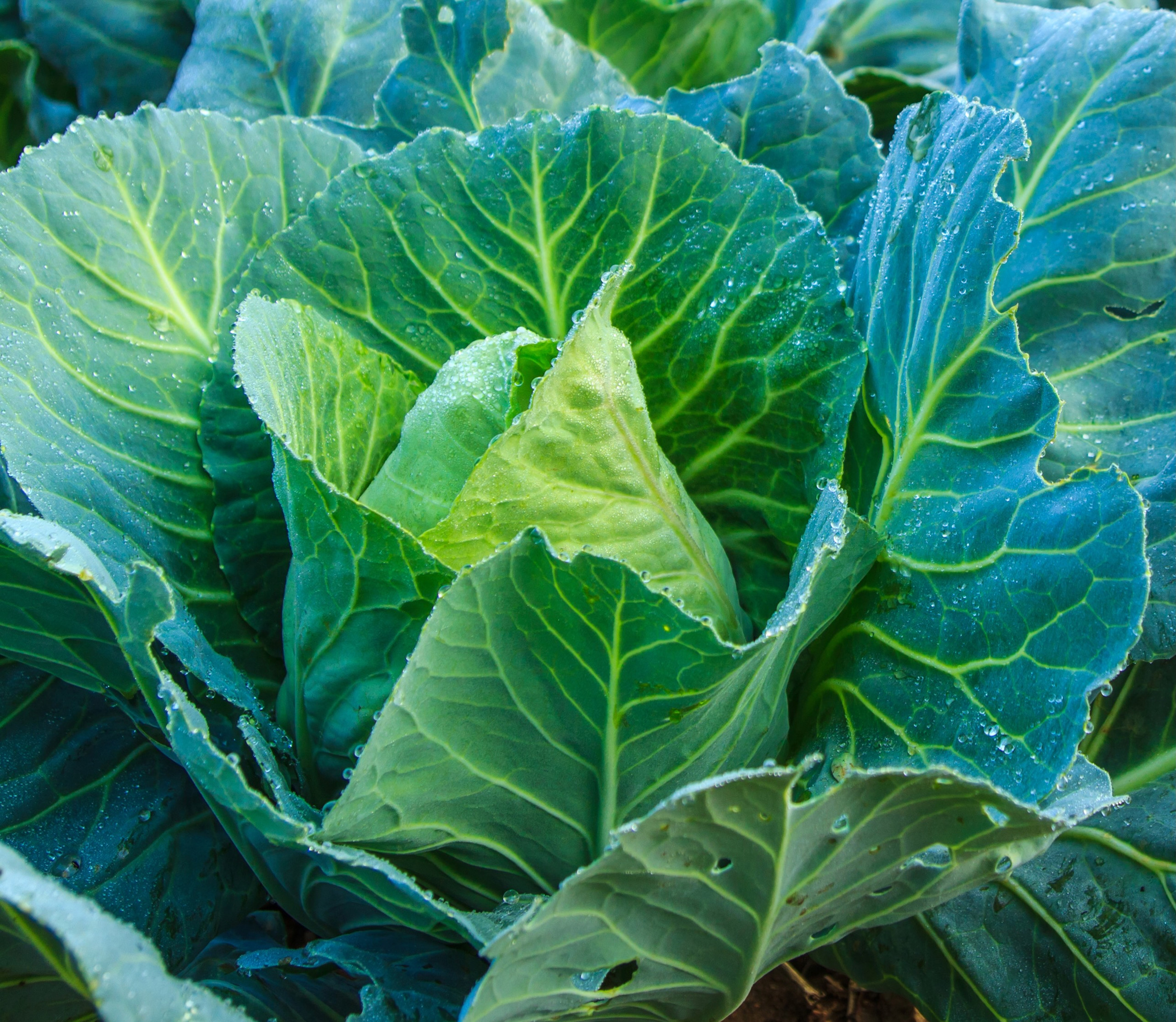 Early Jersey Wakefield Cabbage (Brassica oleracea) Annie's Heirloom Seeds