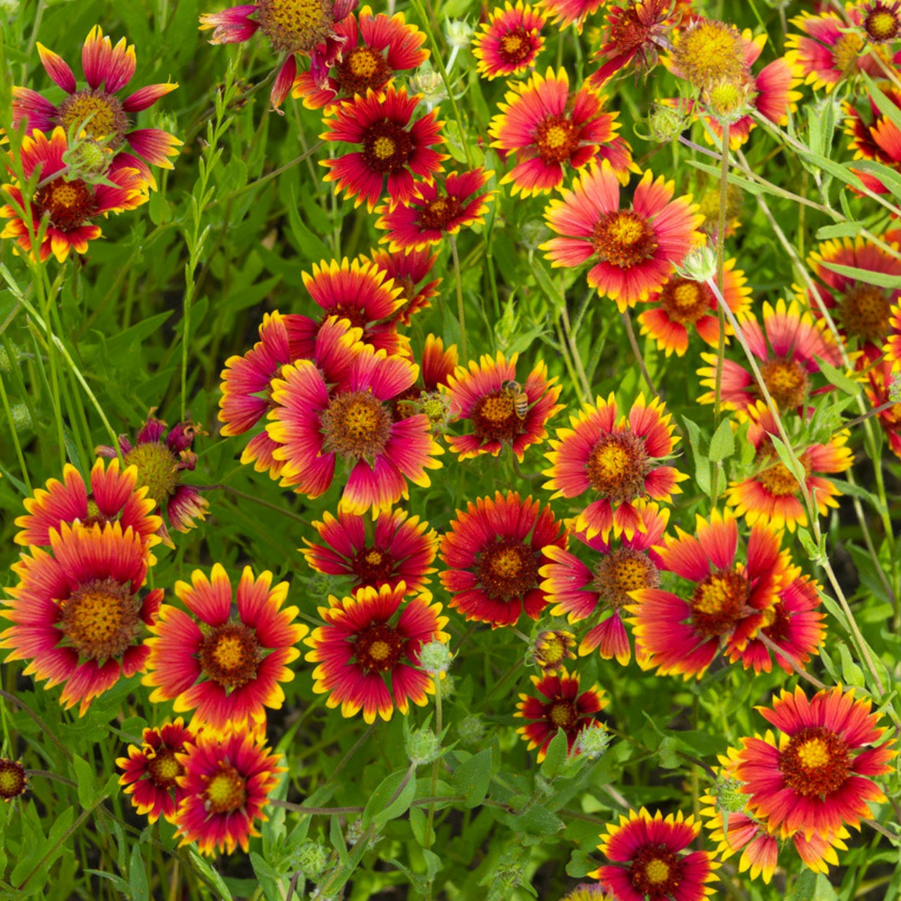 Gaillardia (Gaillardia aristata) Perennial Annie's Heirloom Seeds