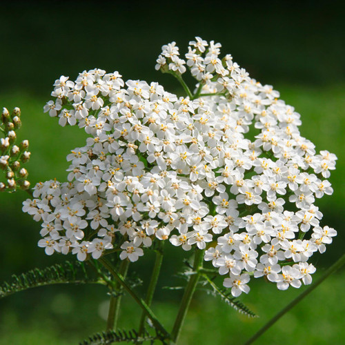 Yarrow