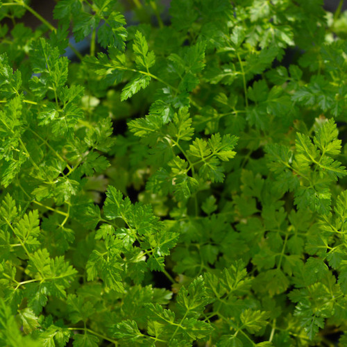 Chervil (Anthriscus cerefolium)