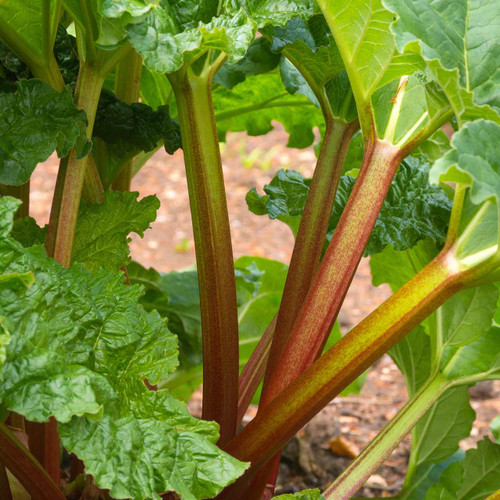 Rhubarb Victoria (Rheum rhabarbarum) Minimal Stock - Seeds and Soil Farm