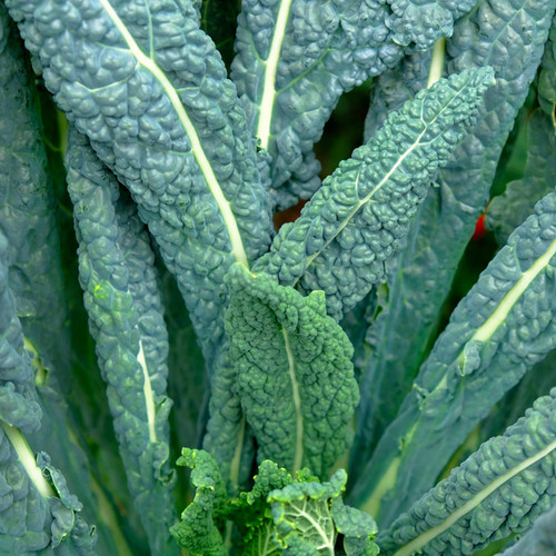 Lacinato Kale (Brassica oleracea) - Bulk