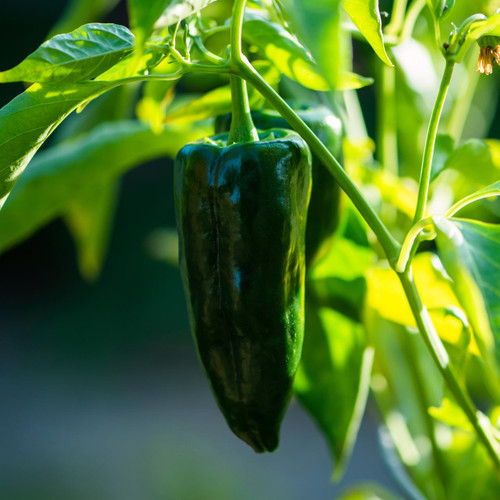 Ancho/Poblano Pepper (Capsicum annuum)