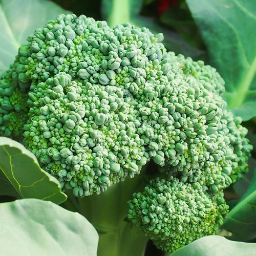 Organic Waltham 29 Broccoli (Brassica oleracea) 