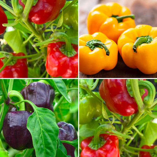 Rainbow Bell Pepper Collection