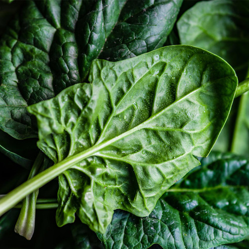 Organic Bloomsdale Long Standing Spinach (Spinacia oleracea)