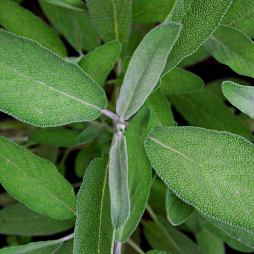 Organic Sage (Salvia officinalis)