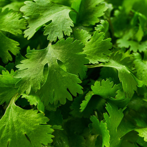 Organic Cilantro/Coriander (Coriandrum sativum)