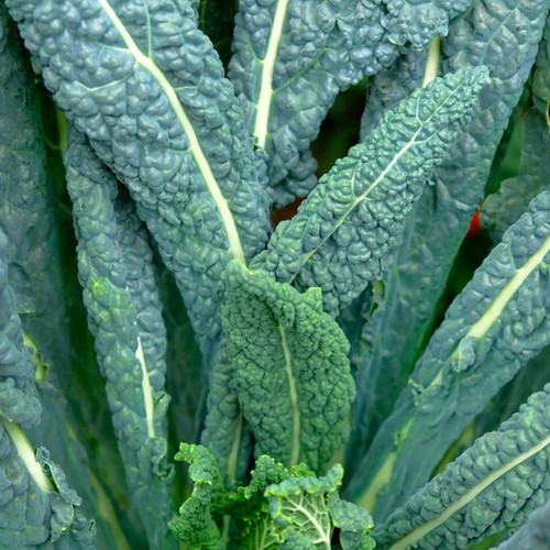 Organic Lacinato Kale (Brassica oleracea)