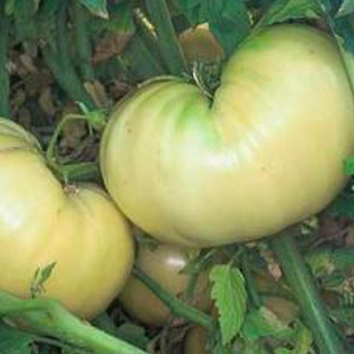 Organic Great White Tomato (Solanum lycopersicum) 