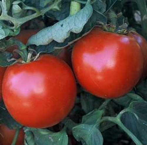 Abe Lincoln Tomato (Solanum lycopersicum) 