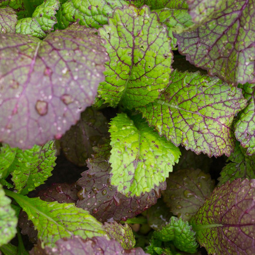 Giant Red Mustard Greens (Brassica juncea)