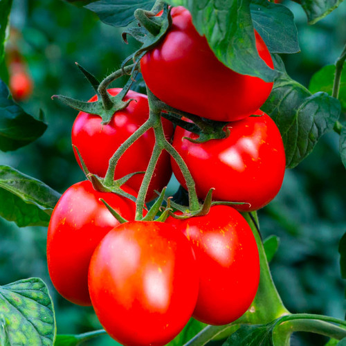 Rio Grande Tomato (Solanum lycopersicum)