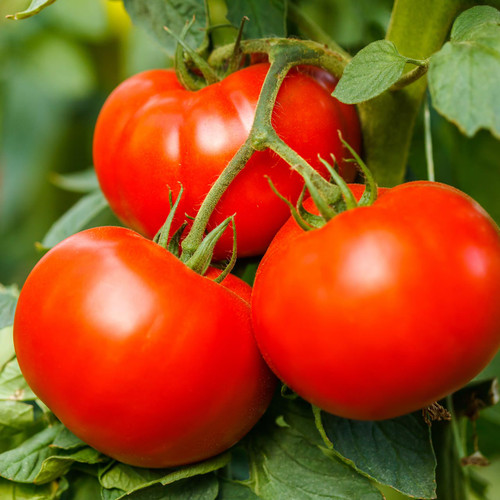 Homestead Tomato (Solanum lycopersicum)