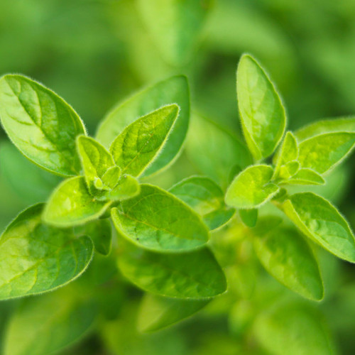 Italian Oregano (Origanum vulgare)