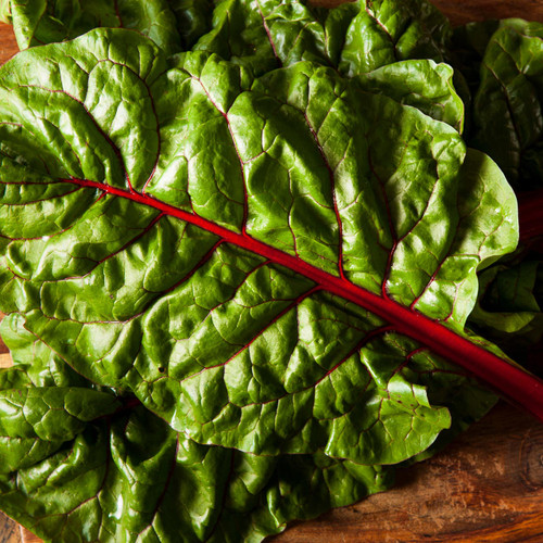 Red Rhubarb Swiss Chard - Bulk (Beta vulgaris)