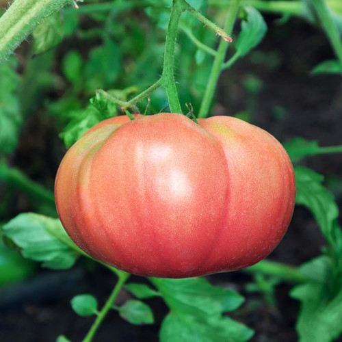 Seed Needs, True Beefsteak Tomato Seeds - 80 Heirloom Seeds for Planting  Lycopersicon esculentum - Non-GMO & Untreated Indeterminate Variety to  Plant