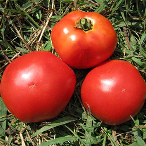 Black Brandywine Tomato (Solanum lycopersicum) Indeterminate - Annie's  Heirloom Seeds