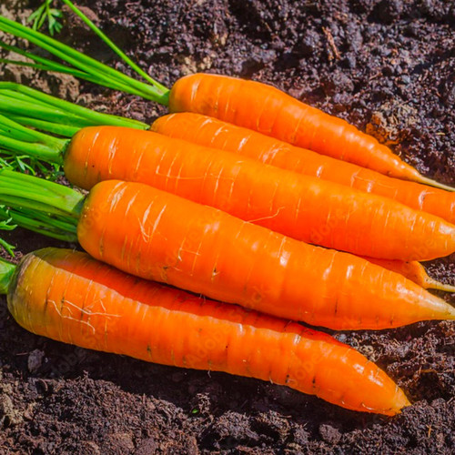Kuroda Carrot (Daucus carota)