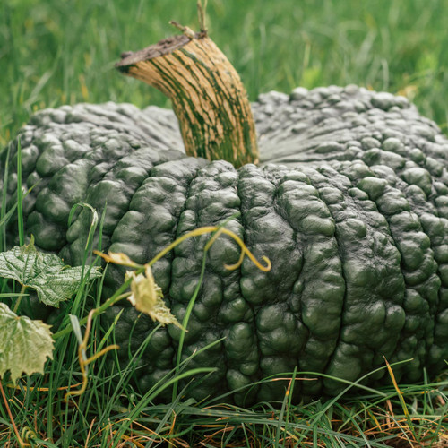 Marina de Chioggia Squash (Cucurbita maxima)