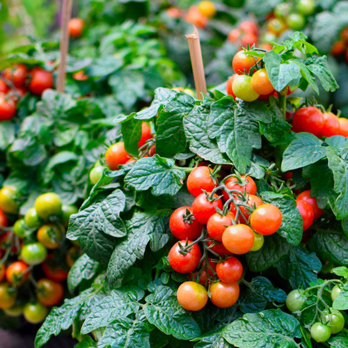 Tiny Tim Cherry Tomato (Solanum lycopersicum) Determinate