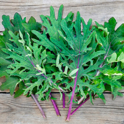 Red Russian Kale - Bulk (Brassica oleracea)