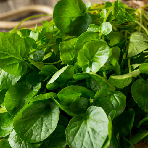 Creasy Greens (Upland Cress, Winter Cress)