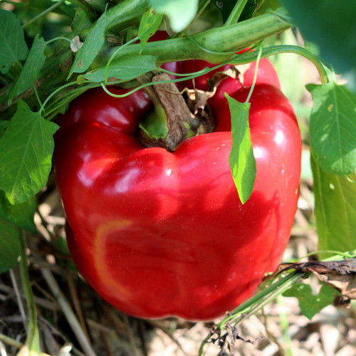 Organic California Wonder Pepper (Capsicum annuum)