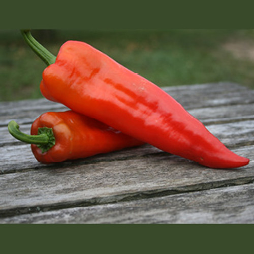 Organic Corno di Toro Rosso Pepper (Capsicum annuum)