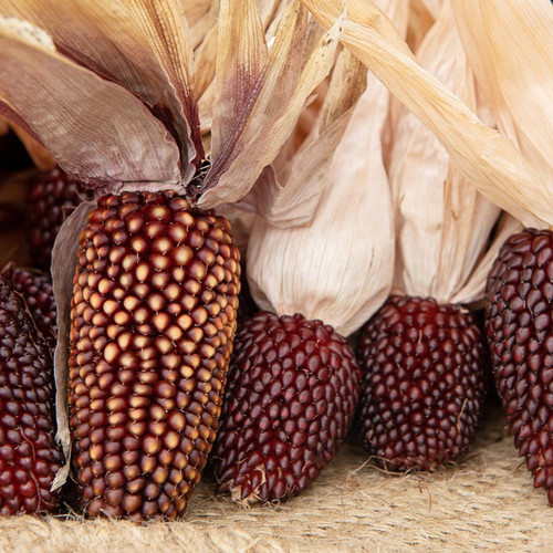 Organic Strawberry Popcorn (Zea mays)