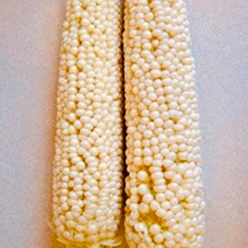 Country Gentleman Sweet Corn (Zea mays)