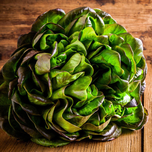 Bronze Mignonette Lettuce (Lactuca sativa)