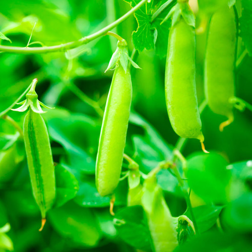 Petit Provencal Pea (Pisum sativum)