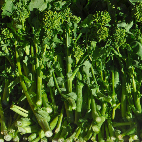 Spring Rapini Broccoli Raab (Brassica oleracea) 