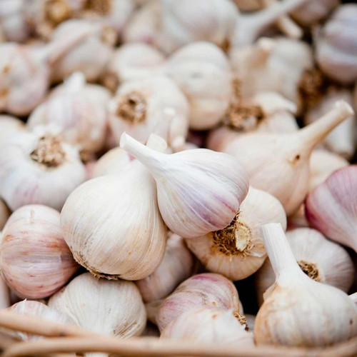 Organic Music Garlic Bulbs (Allium sativum) Fall Delivery