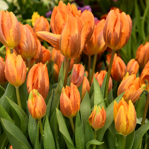 Princess Irene Tulip (Tulipa) - October Delivery