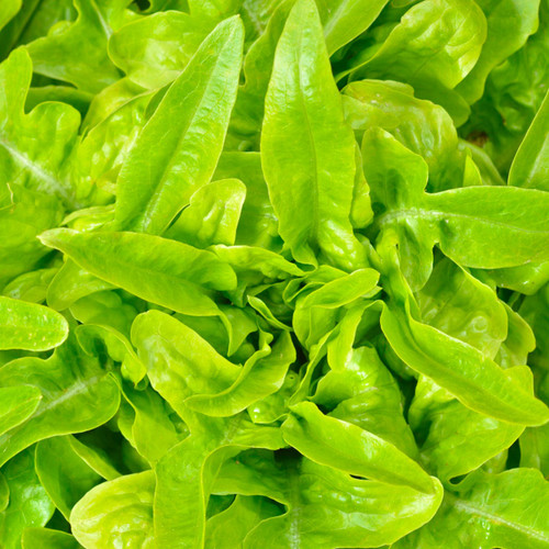 Green Oakleaf Lettuce (Lactuca sativa)