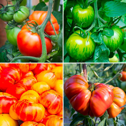 Organic Rainbow Slicer Tomato Collection