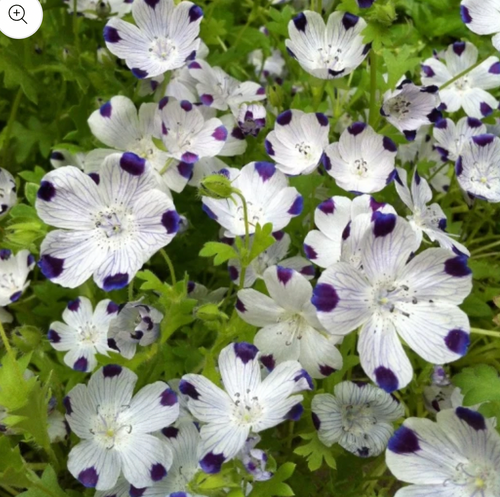 Five Spot (Nemophila maculata)