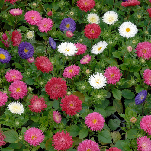 China Aster Powderpuff Mix (Callistephus chinensis) 