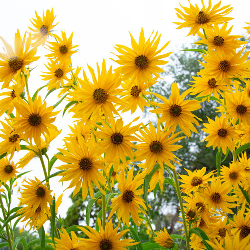 Maximillian Sunflower (Helianthus maximiliani)