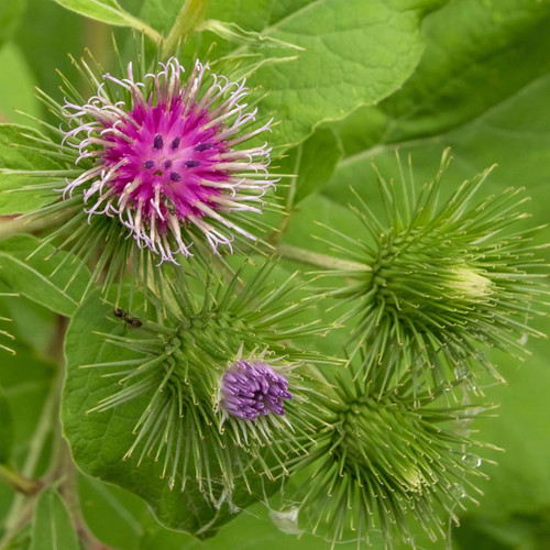  Burdock (Arctium lappa) 