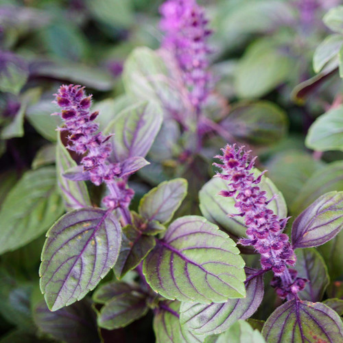 Cinnamon Basil Ocimum basilicum Annie s Heirloom Seeds