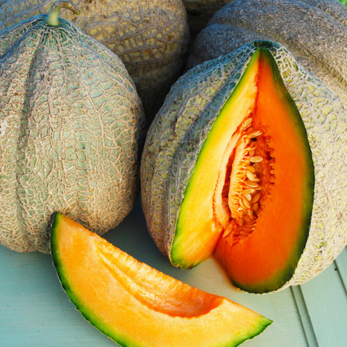 Pike Melon (Cucumis melo)