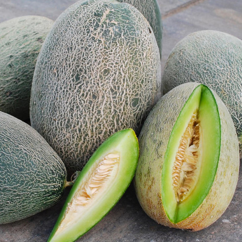 Bateekh Samara Melon (Cucumis melo) 