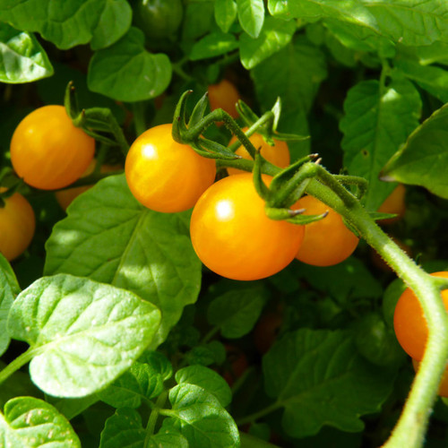 Gold Rush Currant Tomato (Solanum pimpinelliifolium)