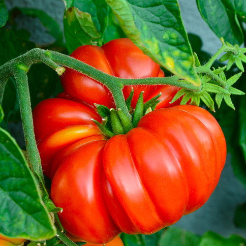 Brandywine Sudduth's Strain Tomato seeds heirloom organic ireland – Sow  Diverse