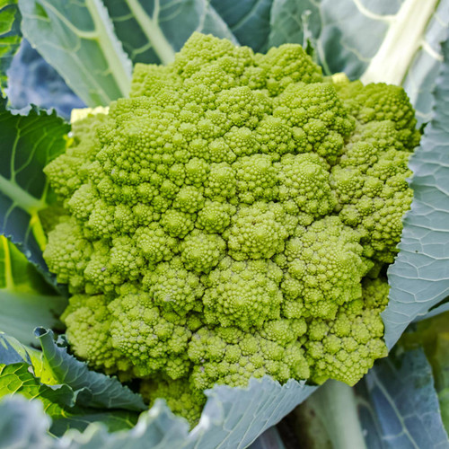 Romanesco Broccoli (Brassica oleracea) 
