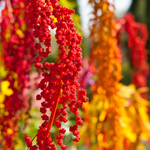 Organic Brightest Brilliant Rainbow Quinoa (Chenopodium quinoa)